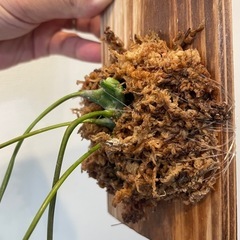 レカノプテリス　デパリオイデス　Bの画像