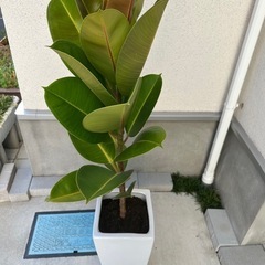 ゴムの木　鑑賞の植物の画像