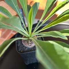 ユーフォルビア　ブプレウリフォリアの画像