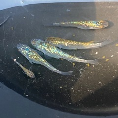サファ王　メダカ　7匹の画像