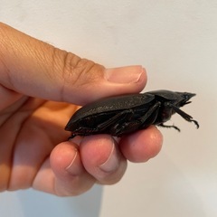 オオクワガタSR血統♀５７ミリ（同腹最大89.5）の画像