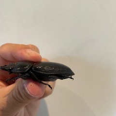 オオクワガタSR血統♀５７ミリ（同腹最大89.5）の画像