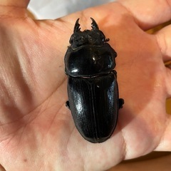 オオクワガタSR血統♀５７ミリ（同腹最大89.5）の画像