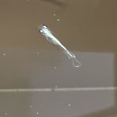 メダカ　の画像