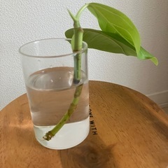 ⑧観葉植物　フィカス アルテシーマ　の画像