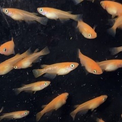 (お取引中)紅帝メダカ(若魚くらい？)の画像