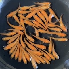 (お取引中)紅帝メダカ(若魚くらい？)の画像