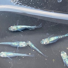 レックウザ　メダカ　5匹の画像