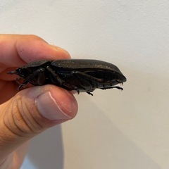 オオクワガタSR血統♀５２ミリ（同腹89.5）の画像