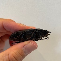 オオクワガタSR血統♀５２ミリ（同腹89.5）の画像