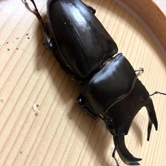 🉐オオクワガタ 能勢YG ♂単（78mm）【同腹89.8mm】の画像