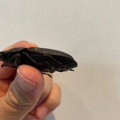 オオクワガタSR血統54.8ミリ♀（同腹最大89.5）の画像