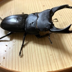 🉐オオクワガタ ♂単 能勢YG81.4mm 【同腹89mmUP】の画像