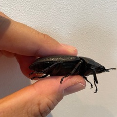 オオクワガタSR血統52.8ミリ♀（同腹最大89.5）の画像