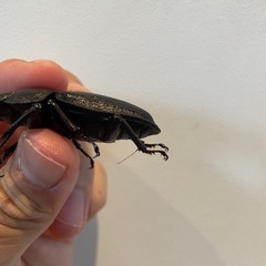 オオクワガタSR血統52.8ミリ♀（同腹最大89.5）の画像