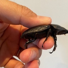 オオクワガタSR血統53.9ミリ♀（同腹最大89.5）の画像