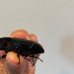 オオクワガタSR血統53.9ミリ♀（同腹最大89.5）の画像