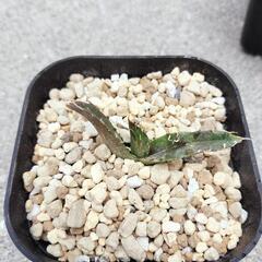 アガベ白鯨の画像