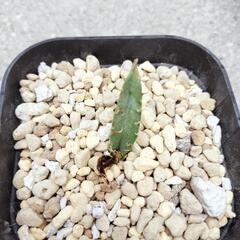 アガベ白鯨の画像