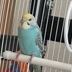 ランキングキーワードに紐づく投稿画像-インコ