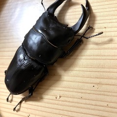 🉐オオクワガタ ペア能勢SR ♂81mm ♀55mm  【親虫90mmUP】 の画像