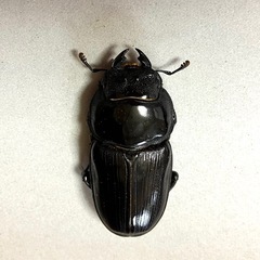 🉐オオクワガタ ペア能勢SR ♂81mm ♀55mm  【親虫90mmUP】 の画像