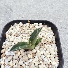 アガベ白鯨の画像