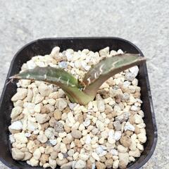 アガベ白鯨の画像