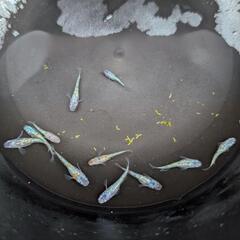 大輝 めだか 10匹+αの画像