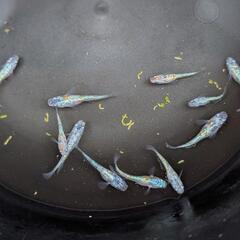 大輝 めだか 10匹+αの画像
