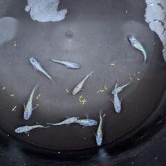 大輝 めだか 10匹+αの画像