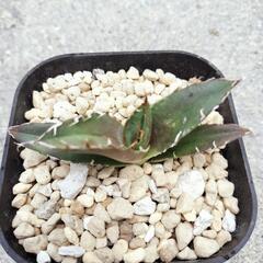 アガベ白鯨の画像