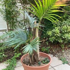 観葉植物 ケンチャヤシの画像