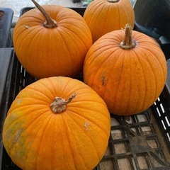 ハロウィンカボチャの画像
