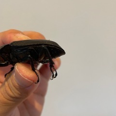 オオクワガタSR血統56ミリ♀（同腹最大89.5
）の画像