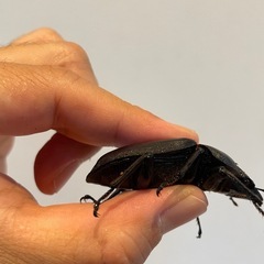 オオクワガタSR血統56ミリ♀（同腹最大89.5
）の画像