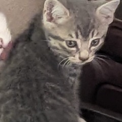 子猫２ヶ月