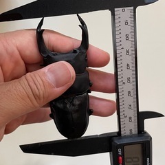 オオクワガタSR血統53.0ミリ♀（同腹最大89.5）の画像