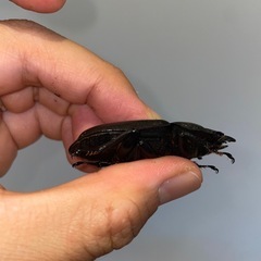 オオクワガタSR血統53.0ミリ♀（同腹最大89.5）の画像
