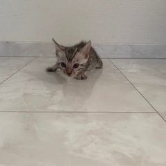 シルバーベンガル仔猫