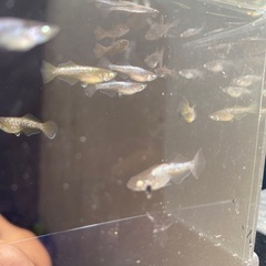 数量限定‼️橙雌5匹の画像