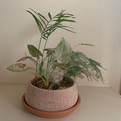 観葉植物　庭園風植えの画像