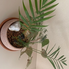 観葉植物　庭園風植えの画像