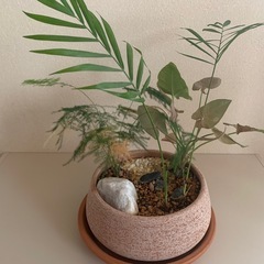 観葉植物　庭園風植えの画像