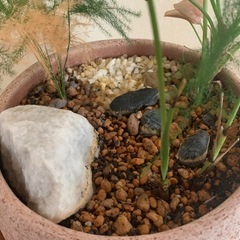 観葉植物　庭園風植えの画像