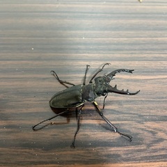 ミヤマクワガタ♂単 9/7採取の画像