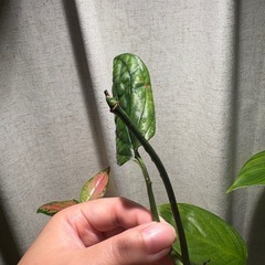 ﾓﾝｽﾃﾗ ｼﾞｪｲﾄﾞｼｬﾄﾙｺｯｸ 観葉植物　の画像
