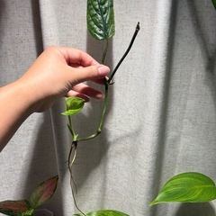 ﾓﾝｽﾃﾗ ｼﾞｪｲﾄﾞｼｬﾄﾙｺｯｸ 観葉植物　の画像