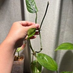 ﾓﾝｽﾃﾗ ｼﾞｪｲﾄﾞｼｬﾄﾙｺｯｸ 観葉植物　の画像