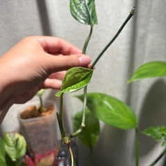 ﾓﾝｽﾃﾗ ｼﾞｪｲﾄﾞｼｬﾄﾙｺｯｸ 観葉植物　の画像